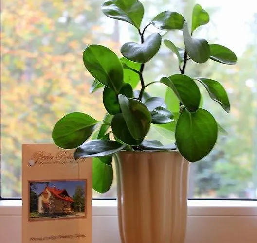 Perla Polanicy Polanica-Zdroj